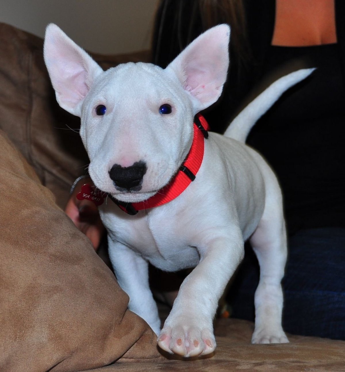 Бойцовский бультерьер