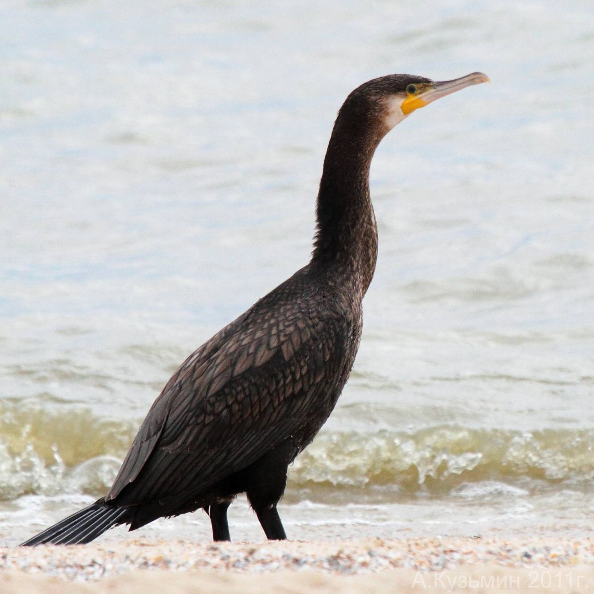 Баклан Черноморский птица