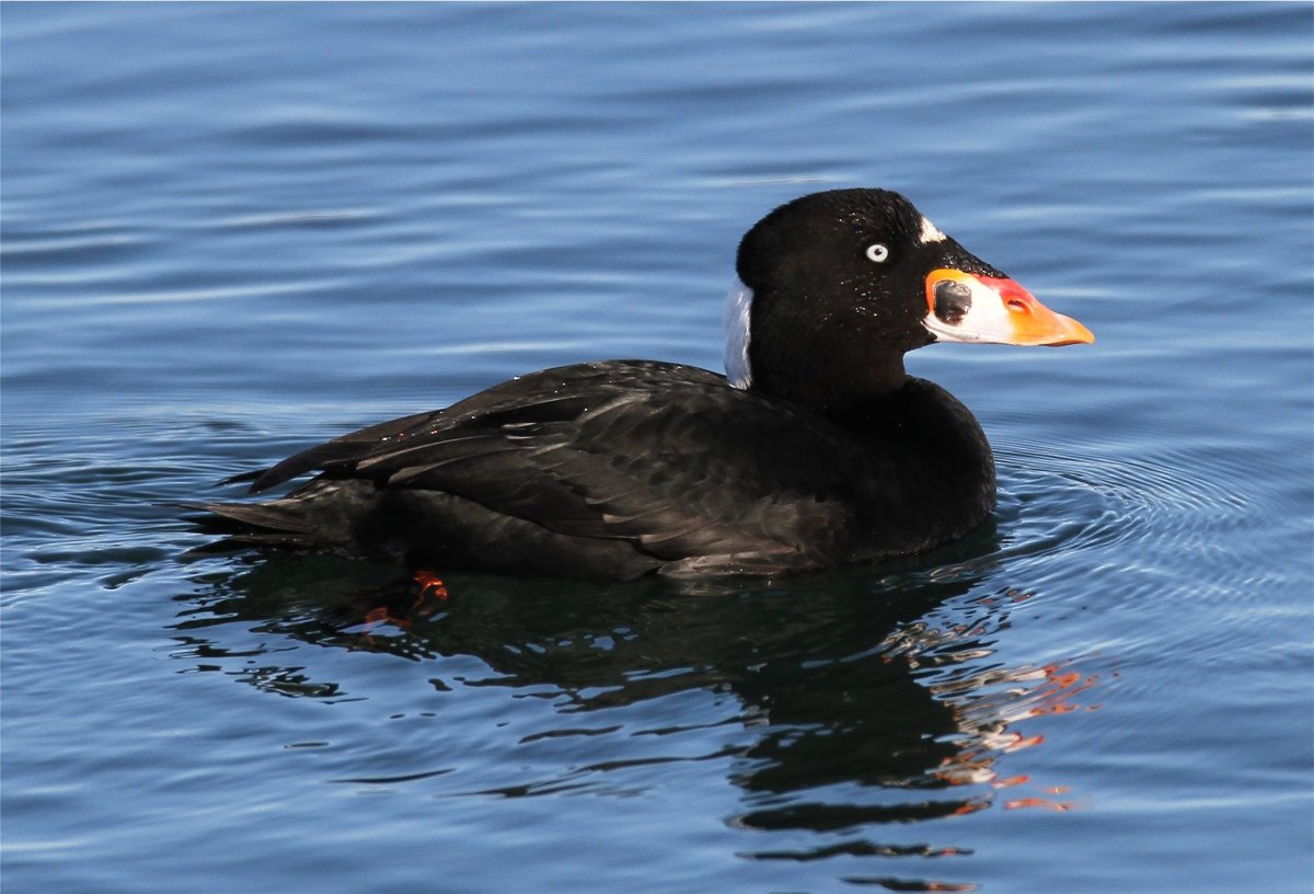 Крачка Инка усы