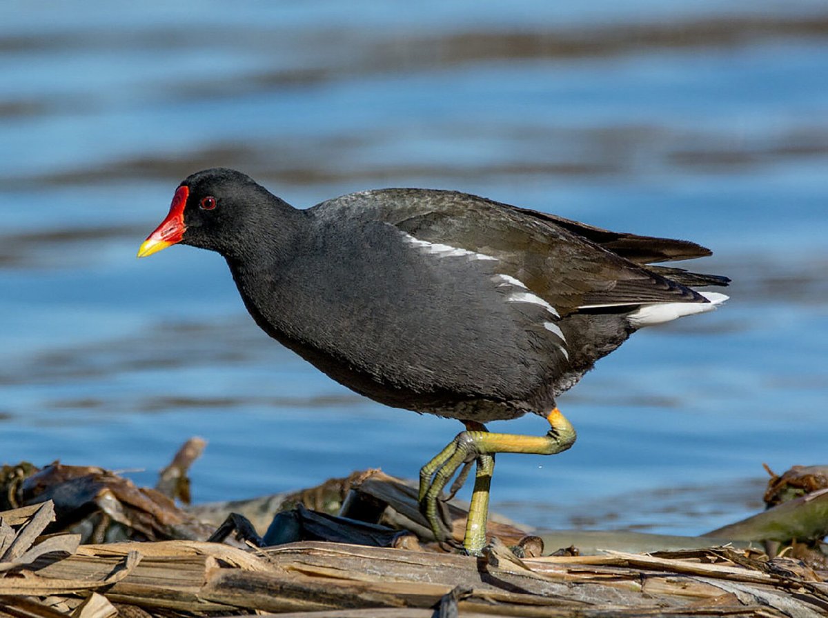 Черная крачка птица