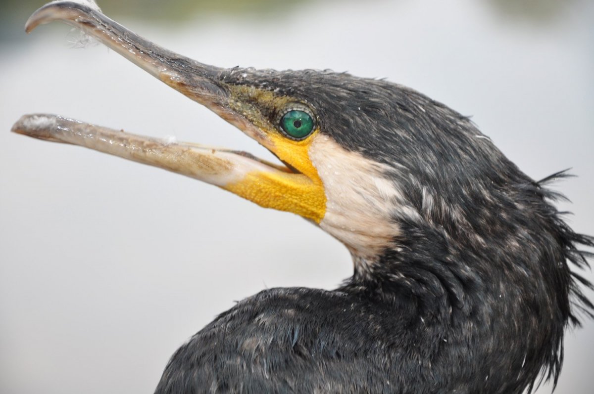 Клюв большого баклана