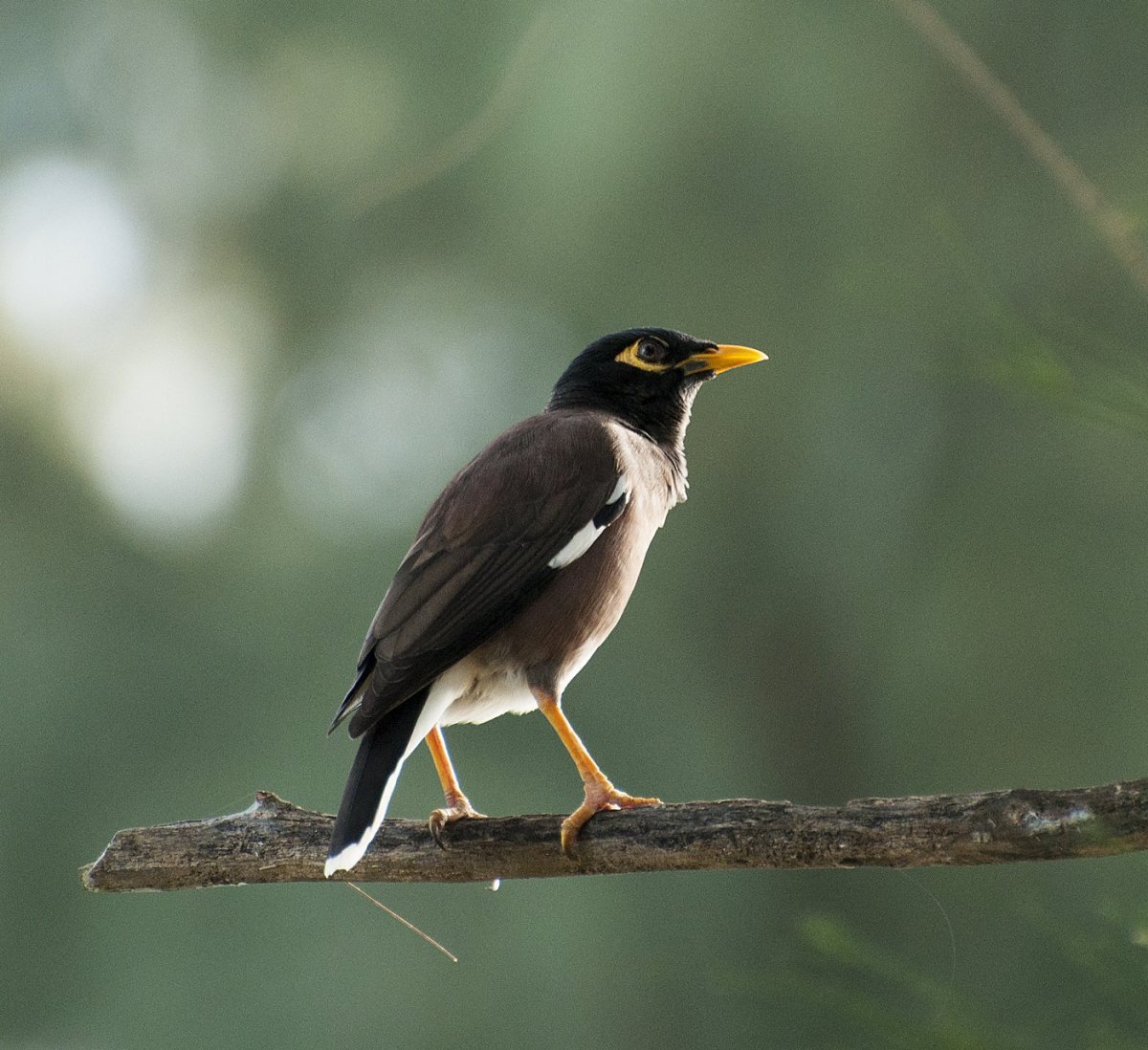 Черные белогрудые утки