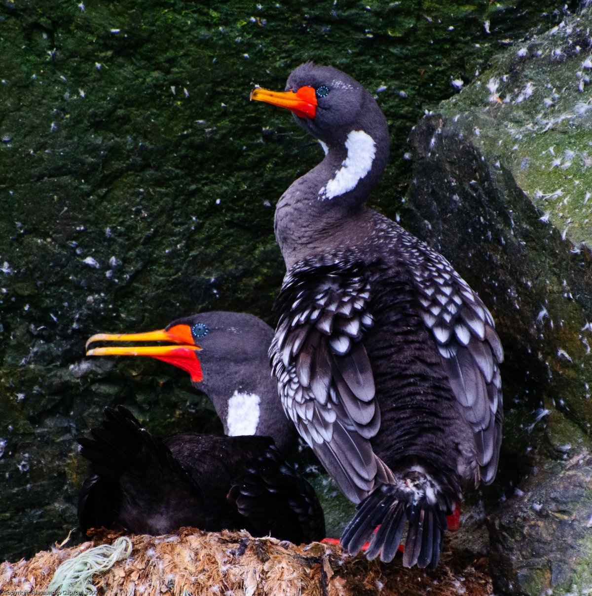 Водоплавающие птицы Гаги