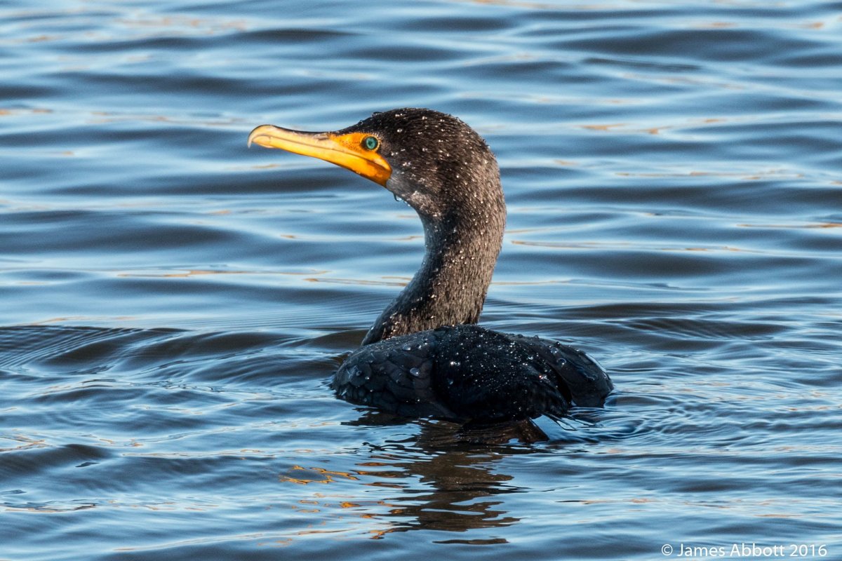 Черная утка