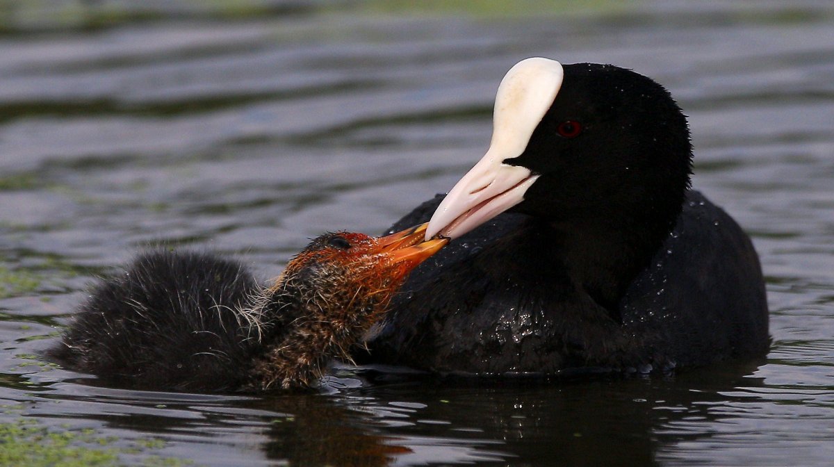 Лысуха (Fulica atra)
