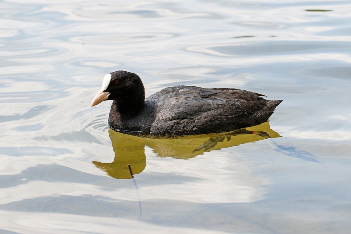 Большая черная птица с желтым клювом