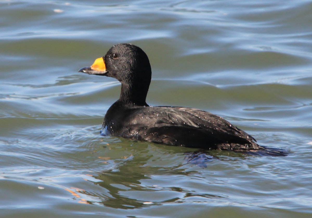 Черная кряква