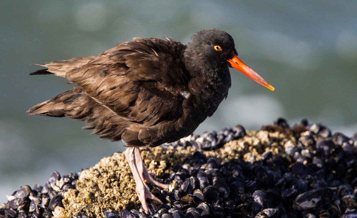 Черная гагара лысуха