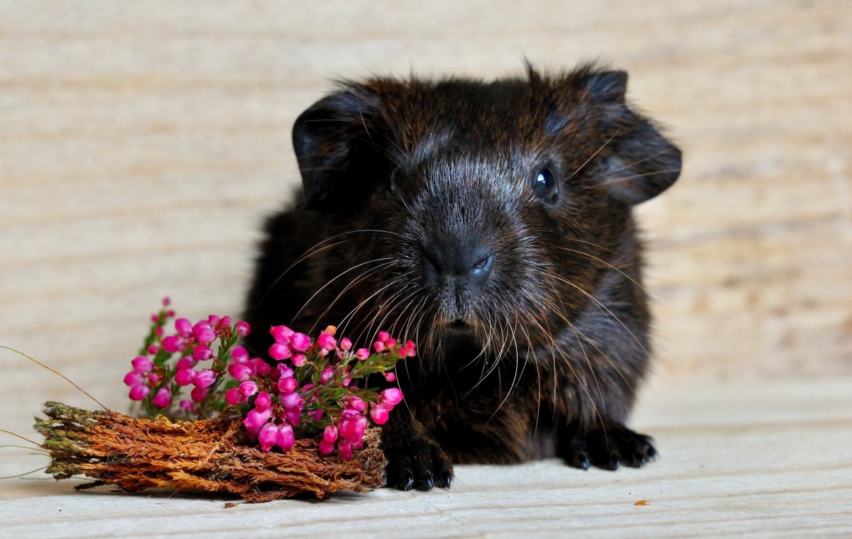 Дегу и морская Свинка