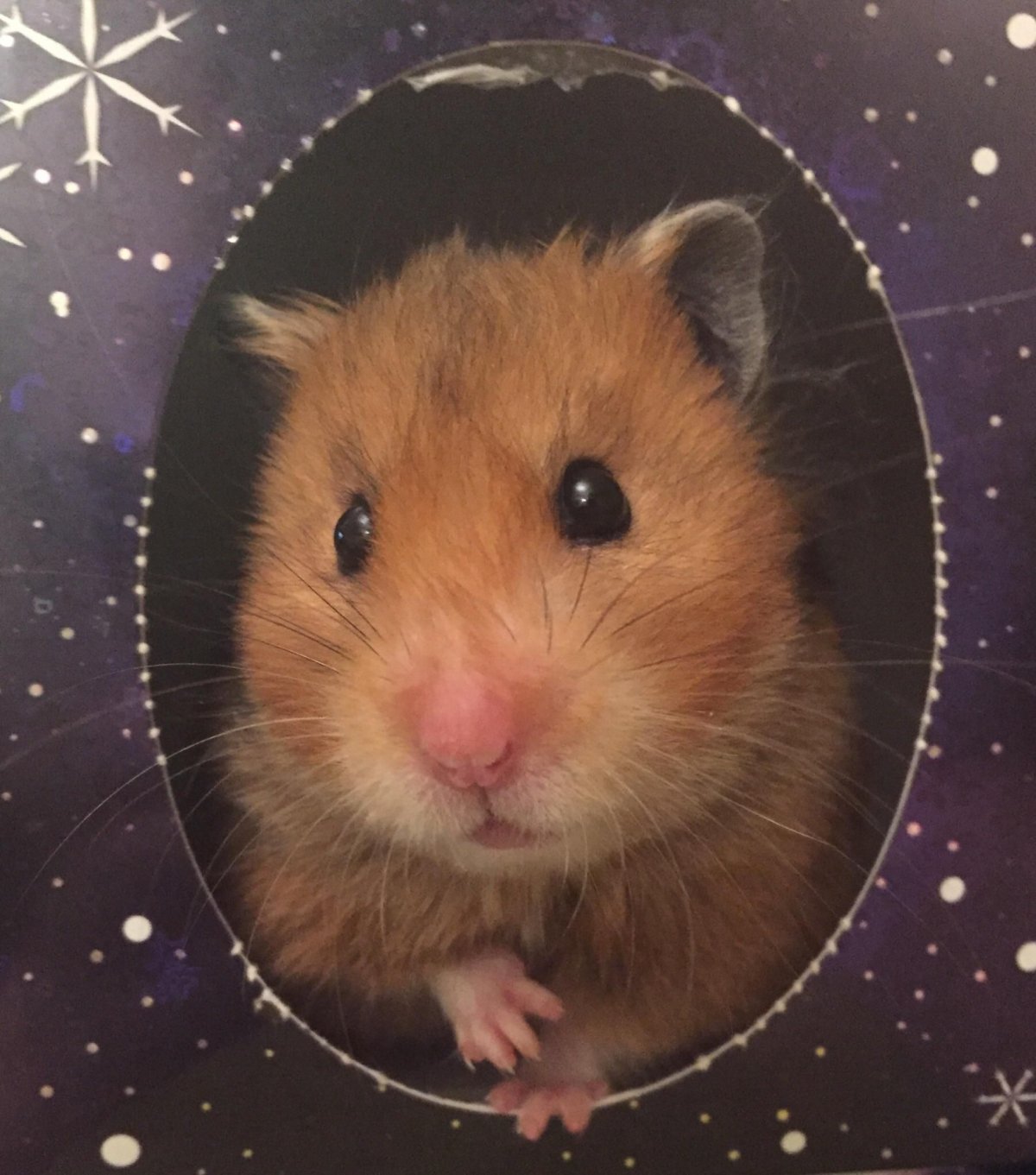 Хомяк в платье