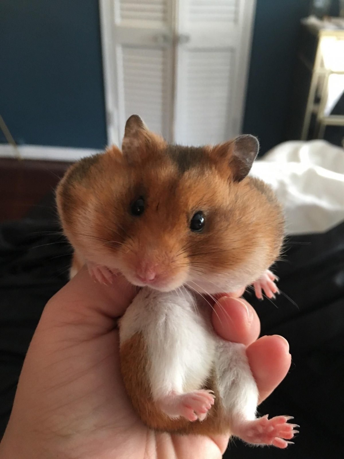 Сенегальский хомяк