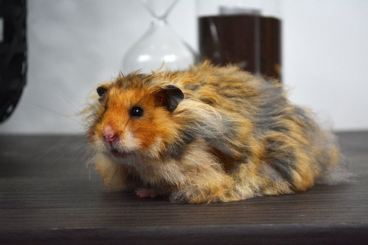 Сибирский хомяк длинношерстный