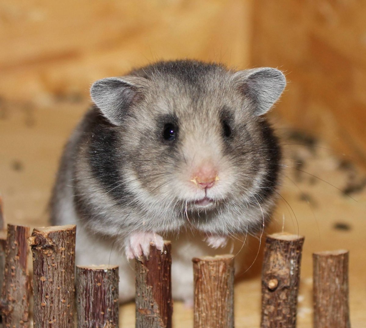 Сирийский хомяк полосатый