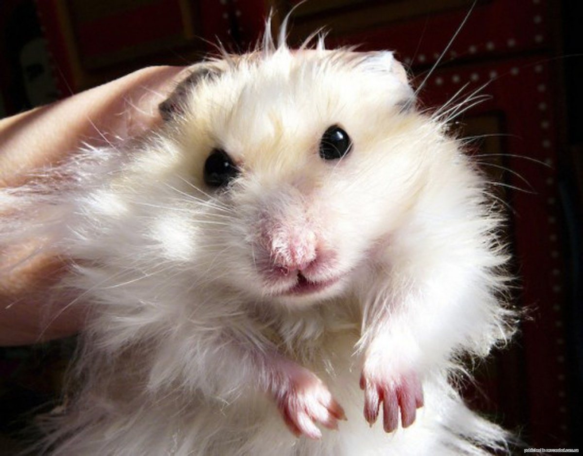 Злой хомячок