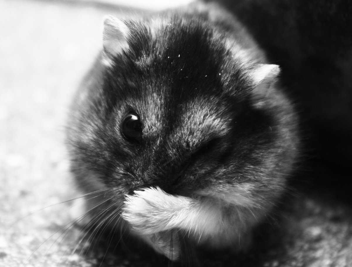 Хомячки чёрно белые