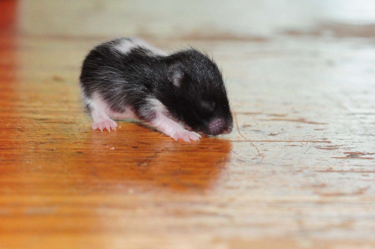 Чёрный джунгарский хомяк