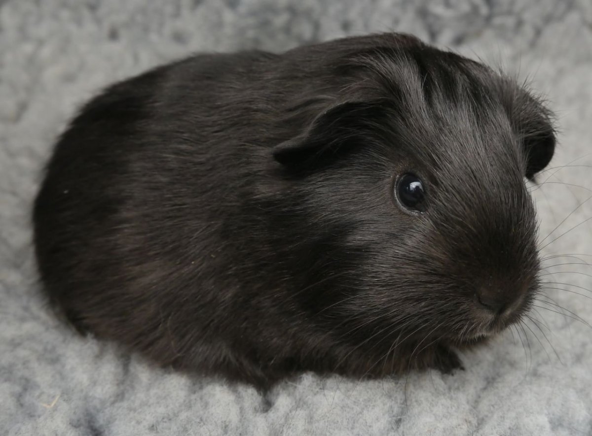 Морская Свинка черная