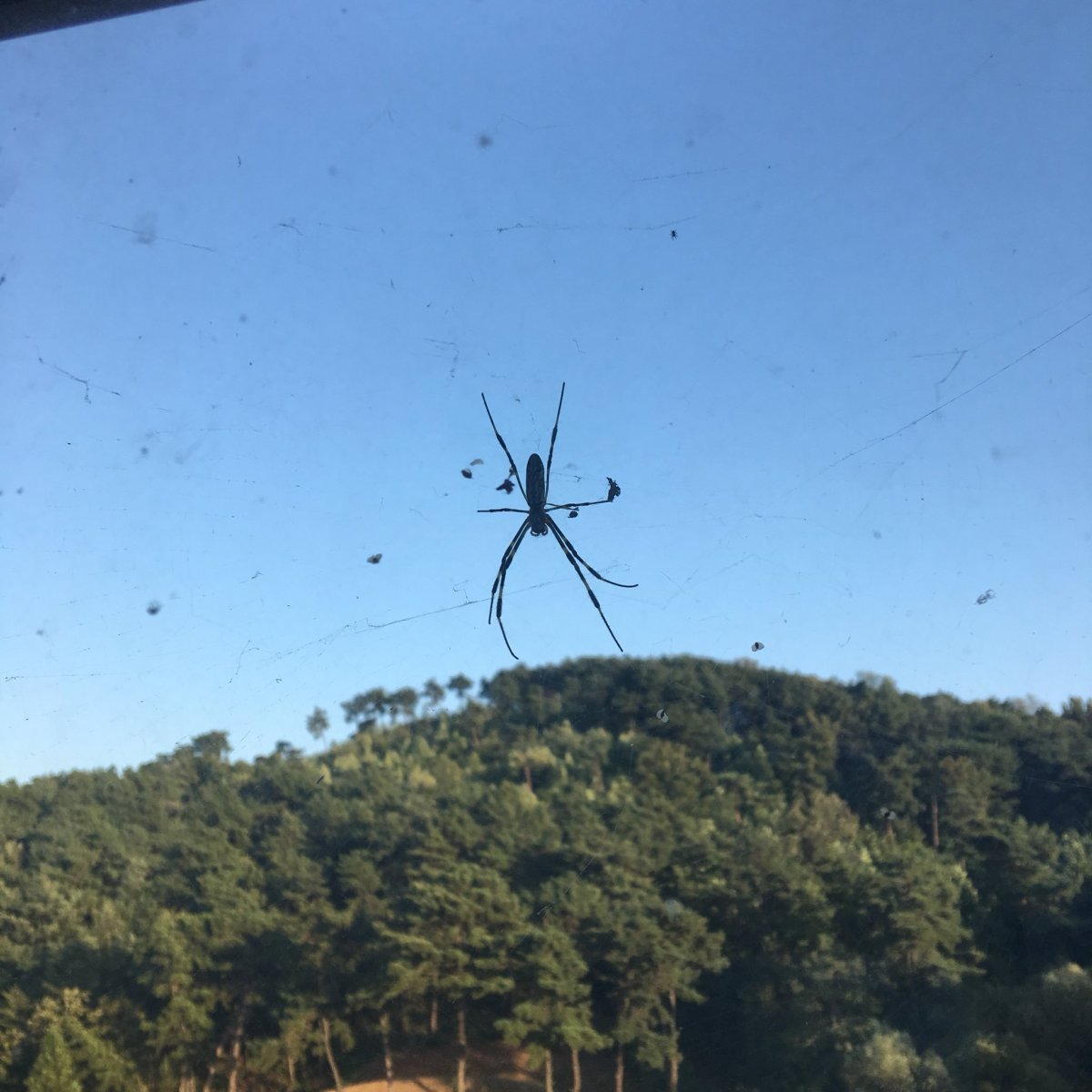 Летающий паук