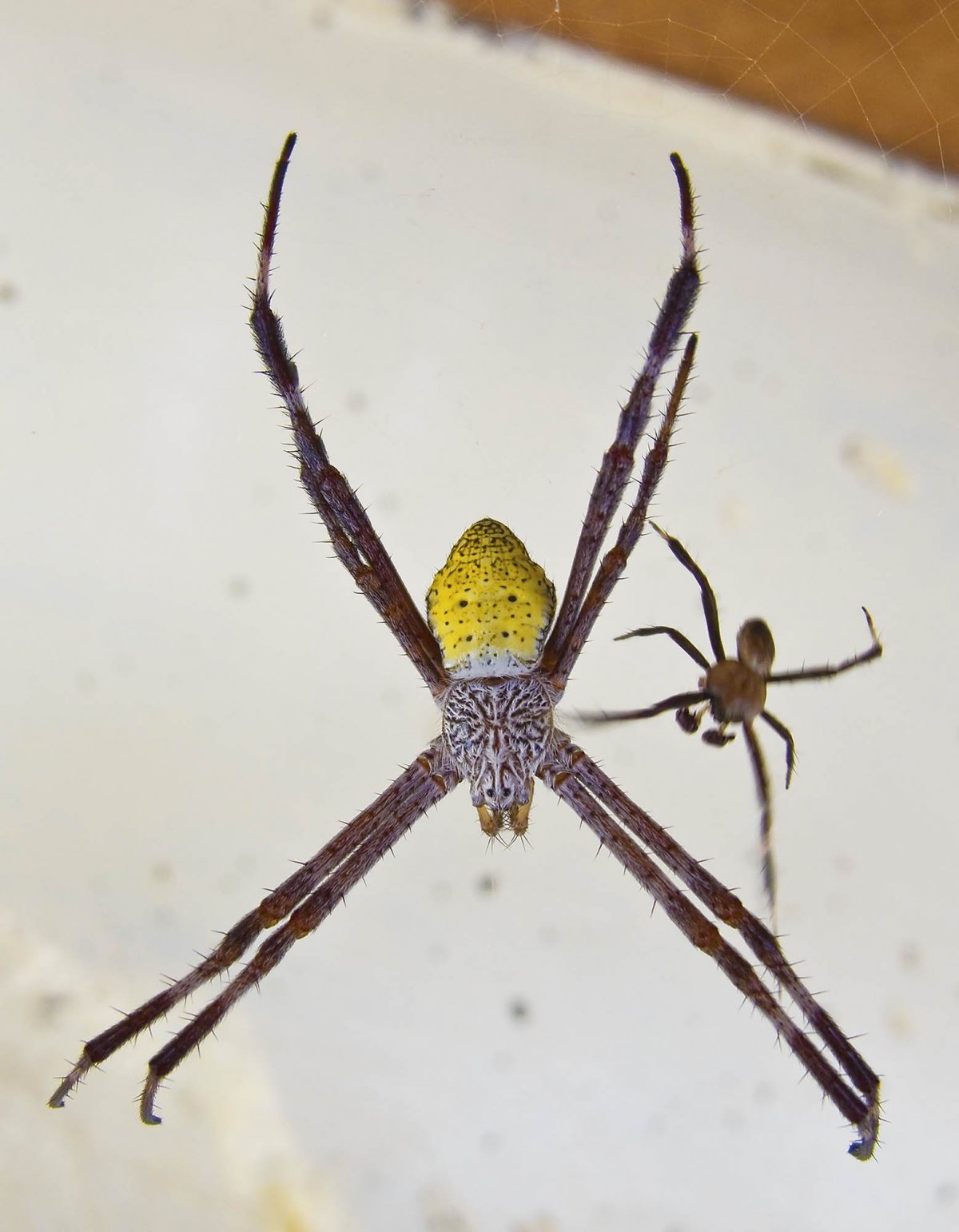 Паучий дождь в Австралии