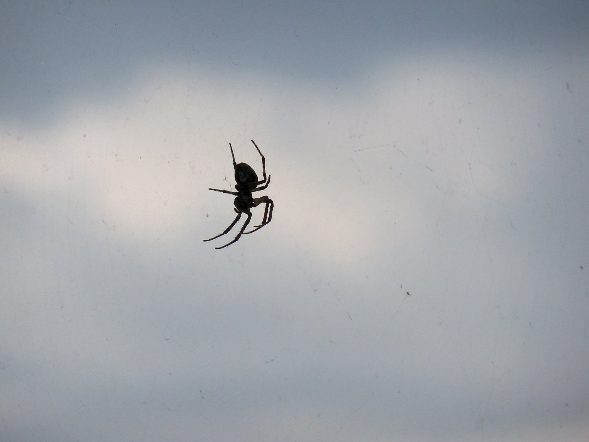 Летающий паук