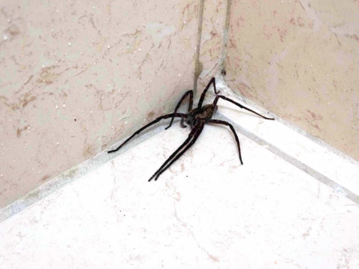 Пауки в Австралии которые летают