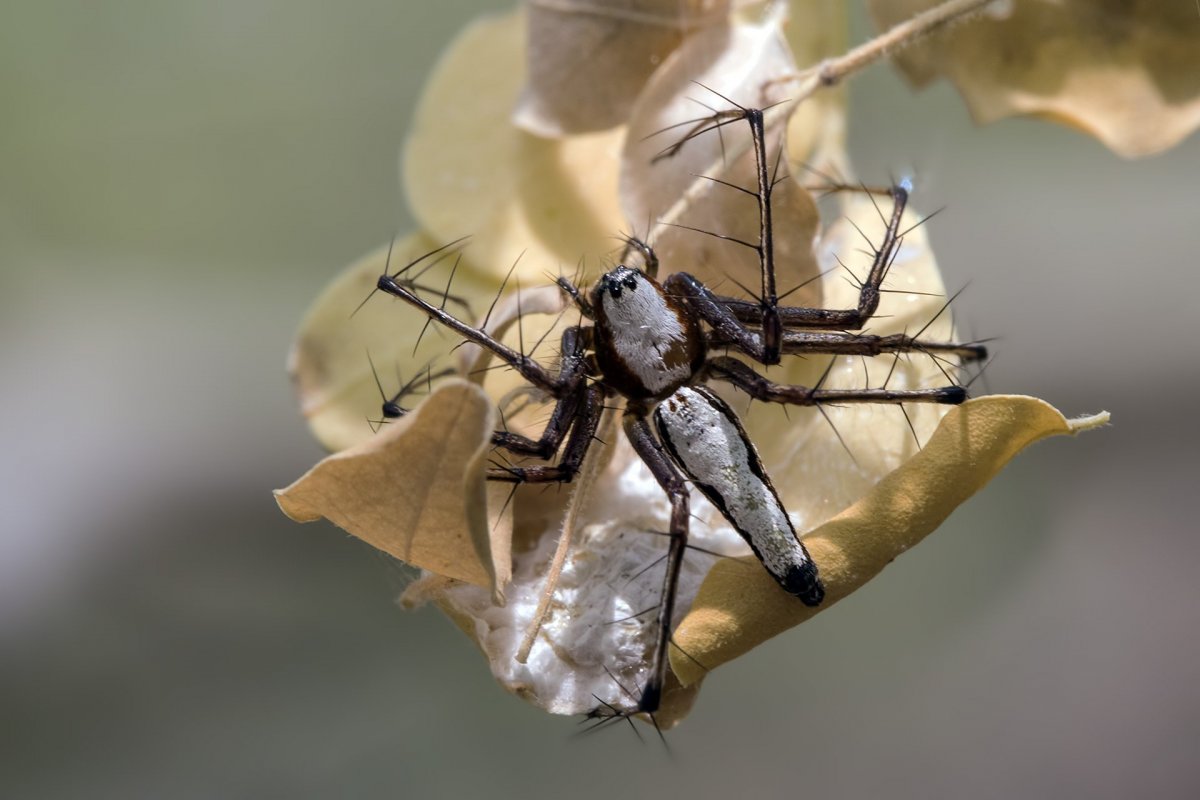 Айтолико пауки