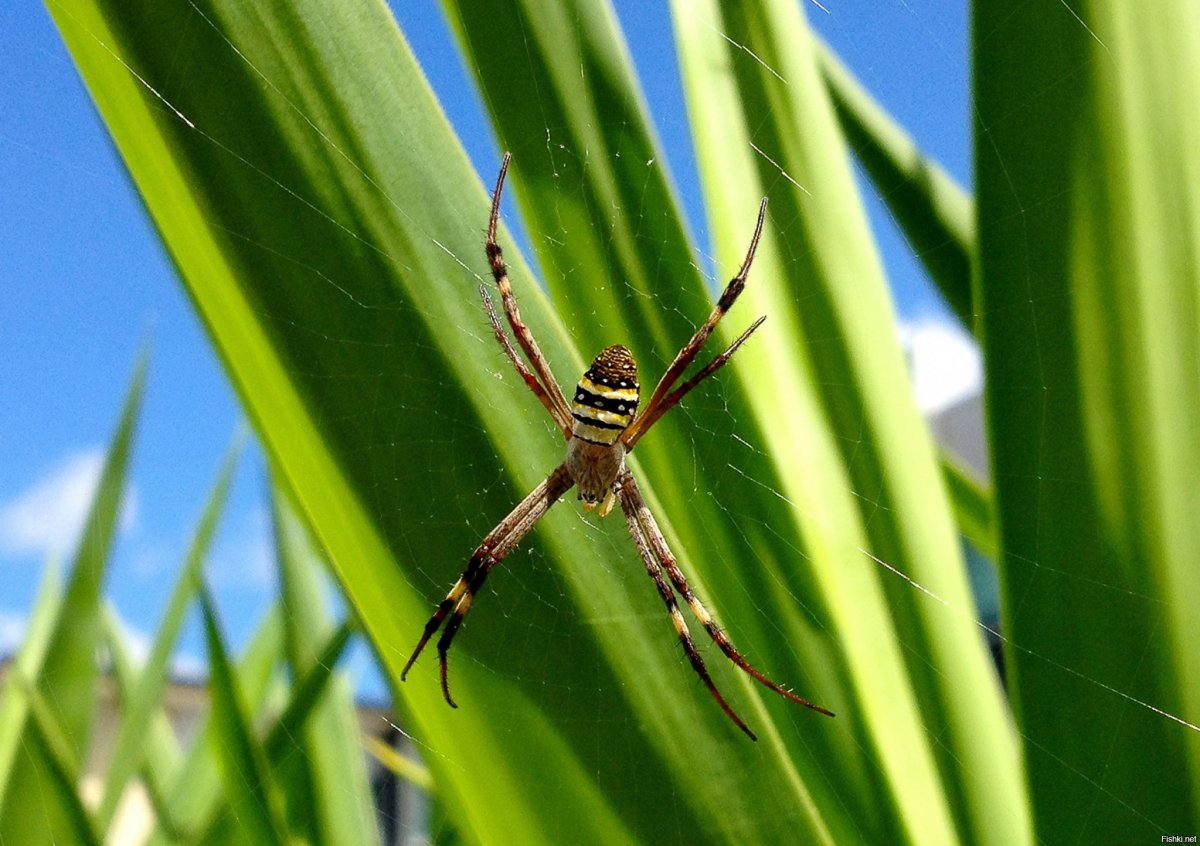 Ядовитый кругопряд варкрафт
