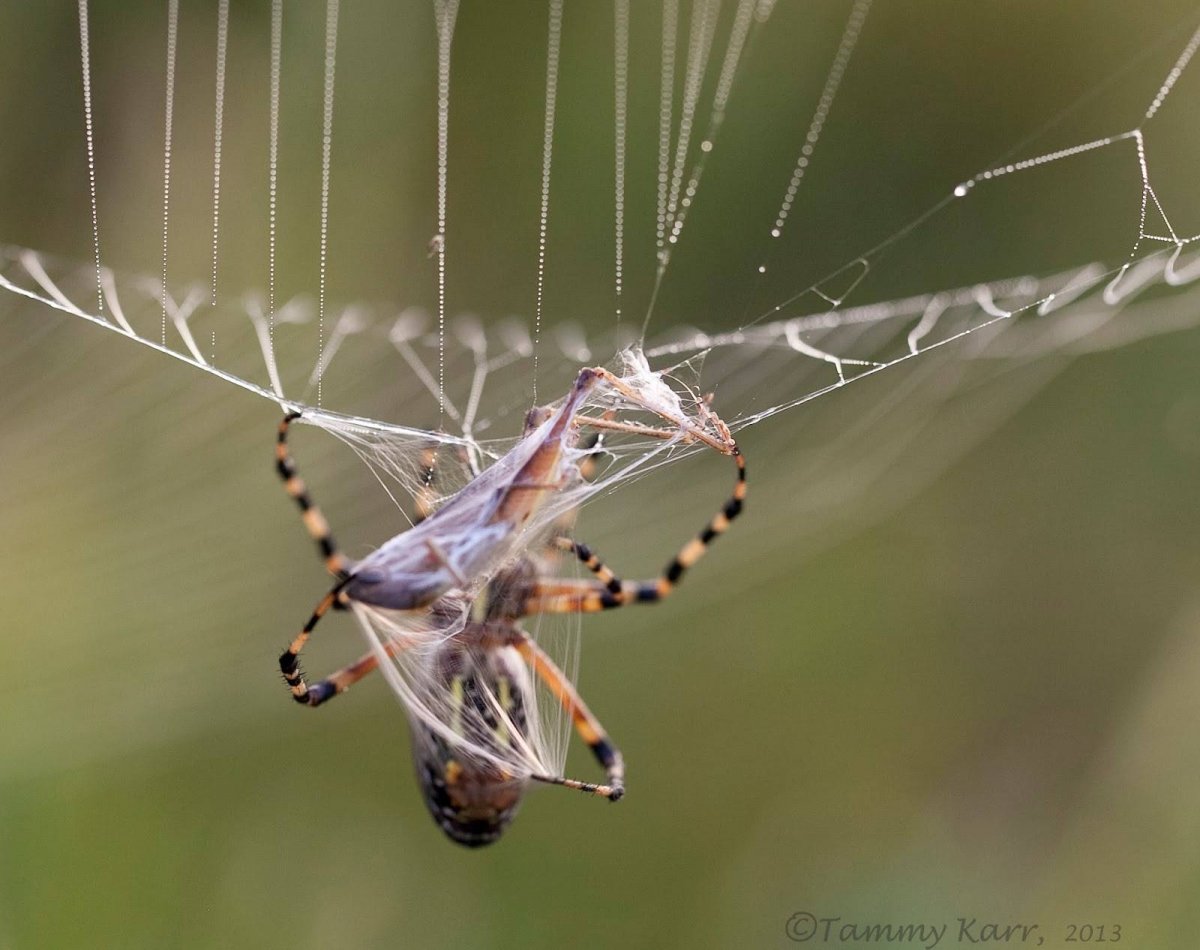 Летучий паук