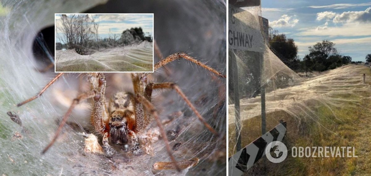 Австралийский садовый паук-кругопряд
