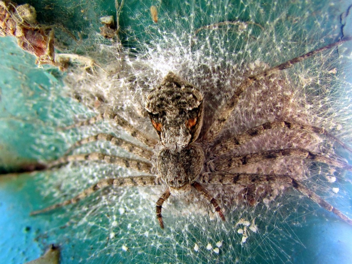 Паук с крыльями