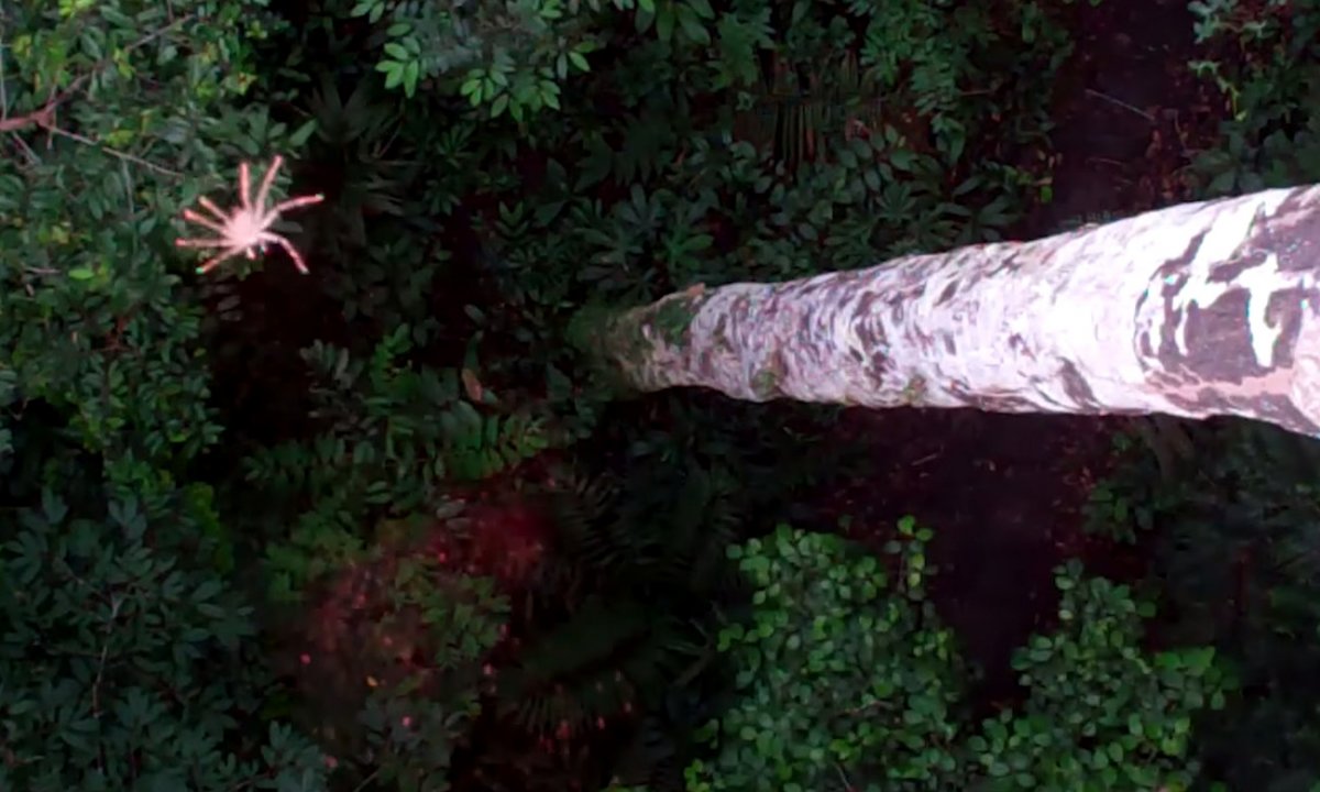 Сезон дождей в Австралии пауки