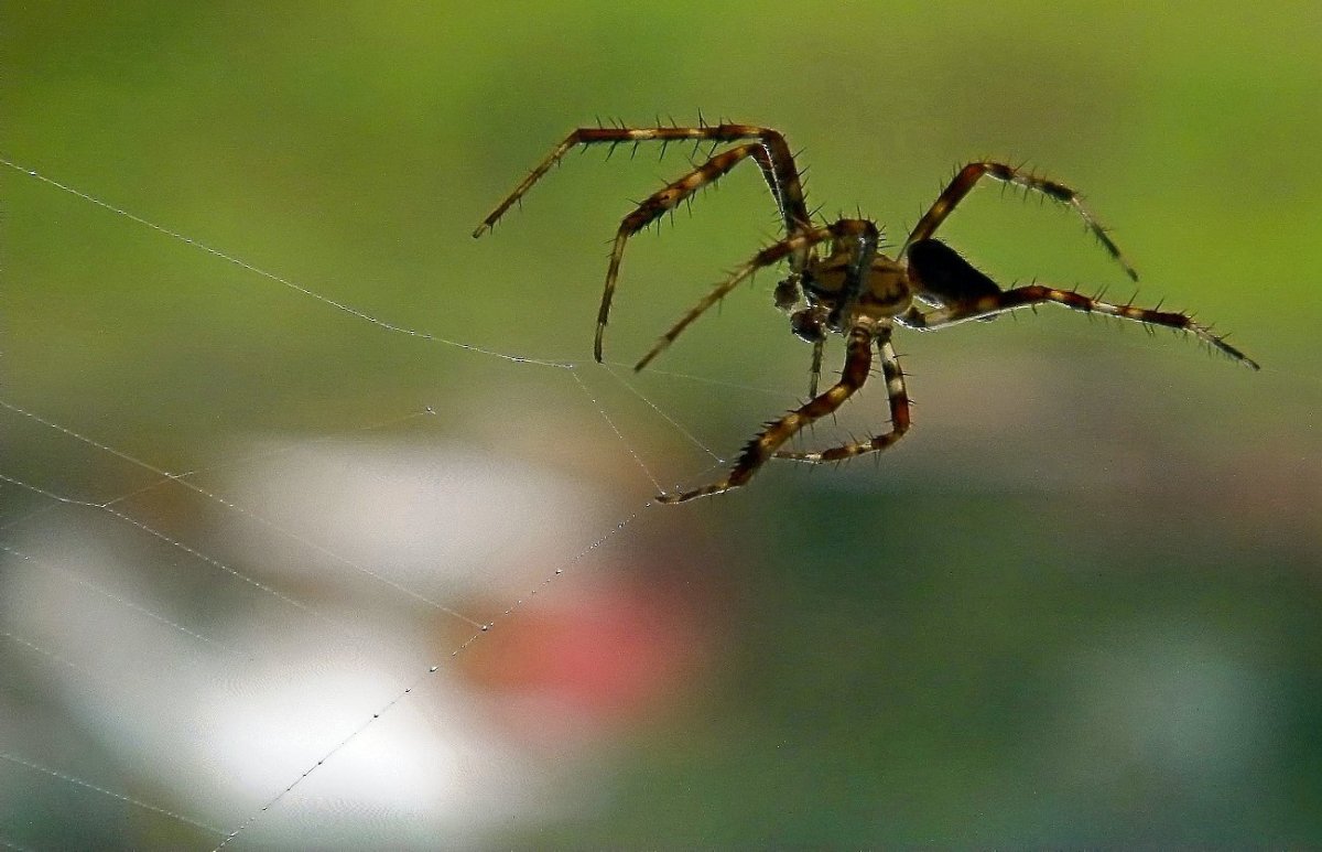 Паук золотопряд Австралия