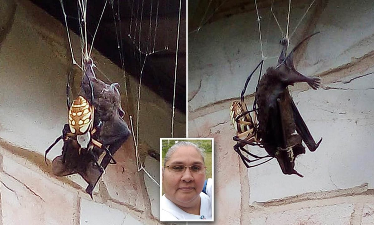 Паук и летучая мышь