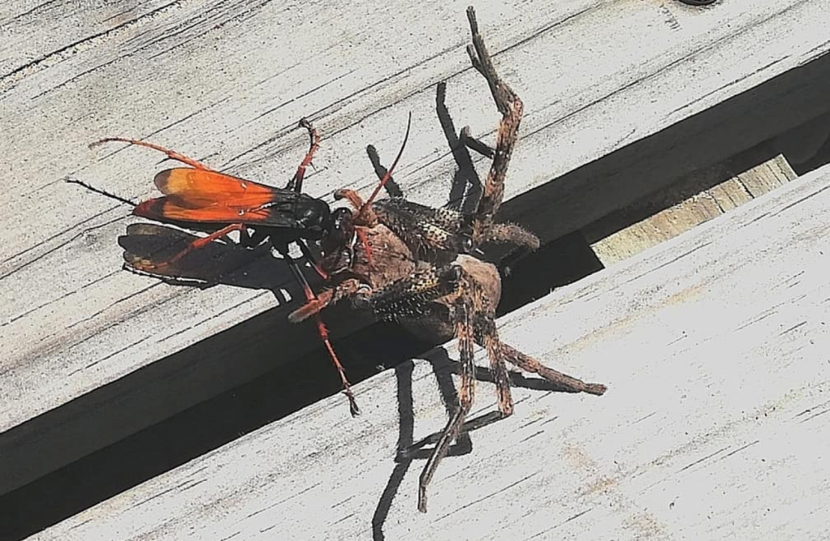 Летучий паук