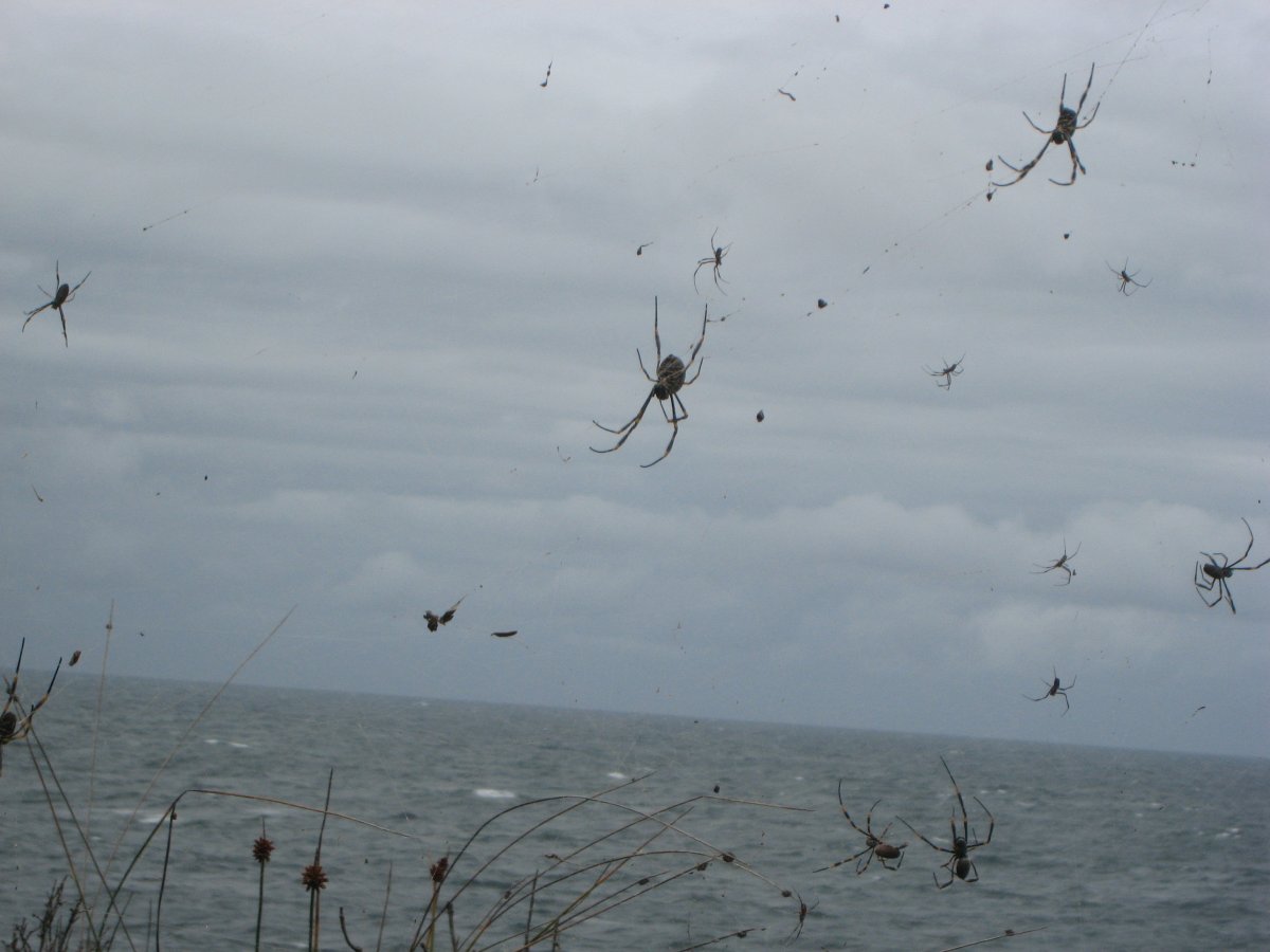 Летающие пауки в австралии