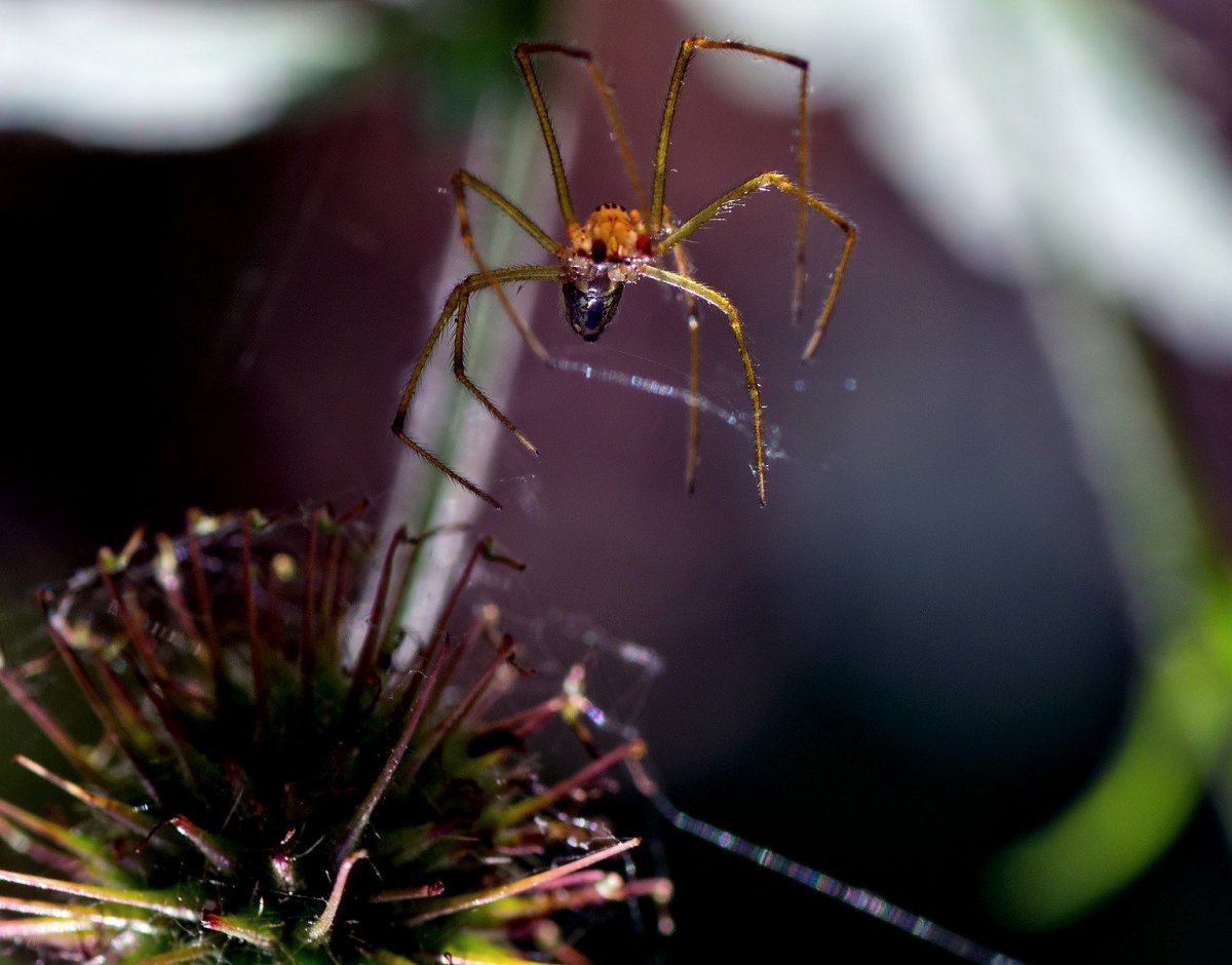 Паук с крылышками