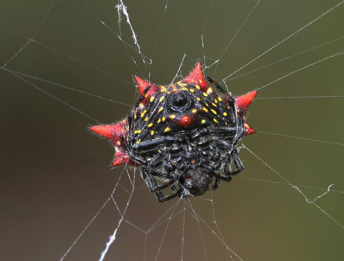 Остров Айтолико