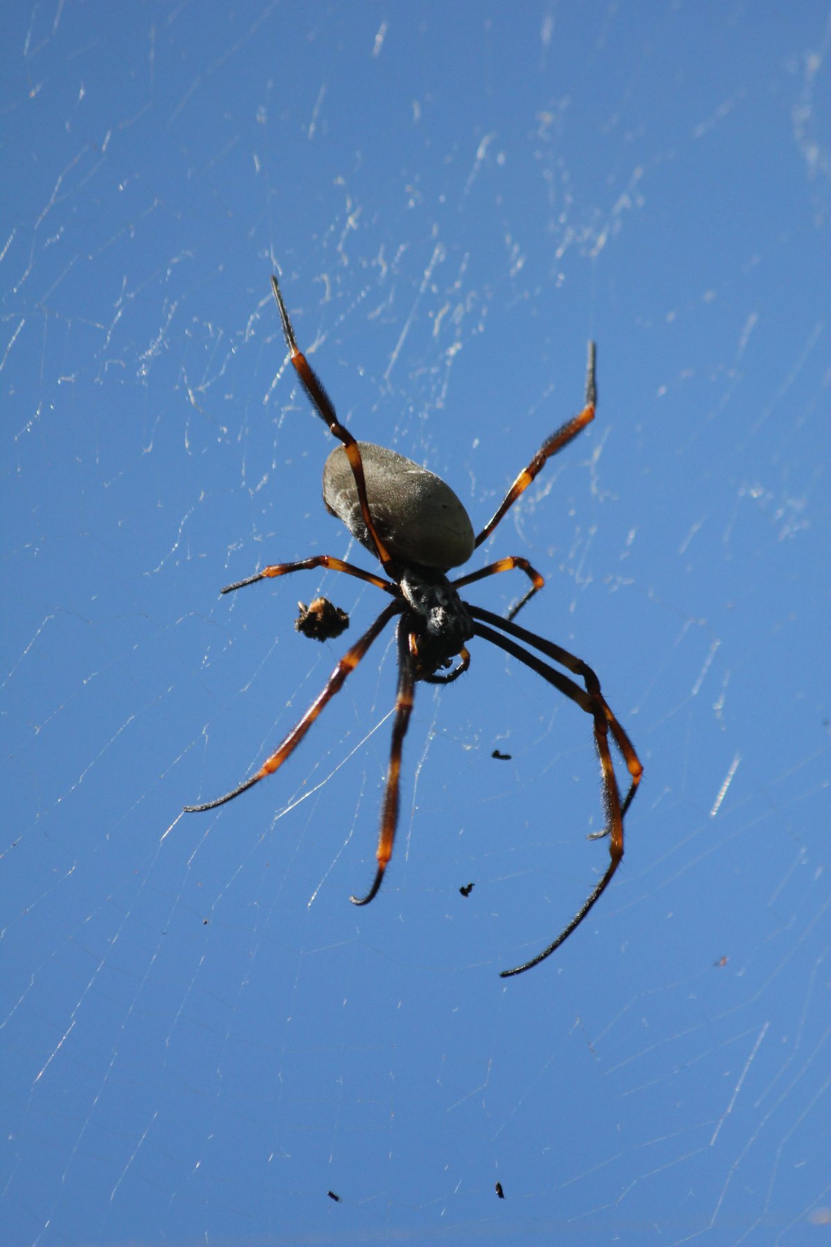 Странствующий паук Австралия
