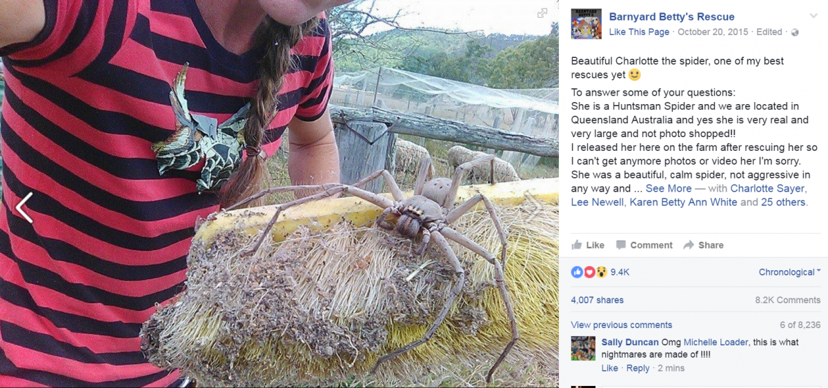 Паук Dolomedes briangreenei