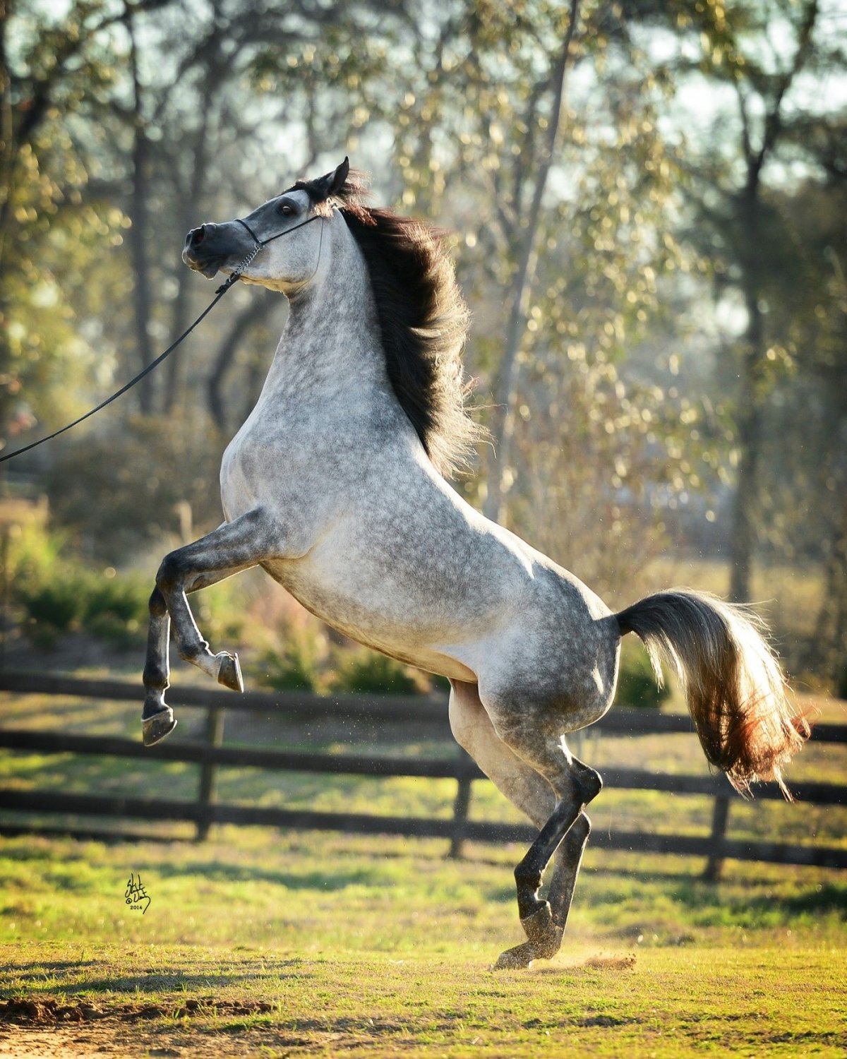 Белые лошади Постер