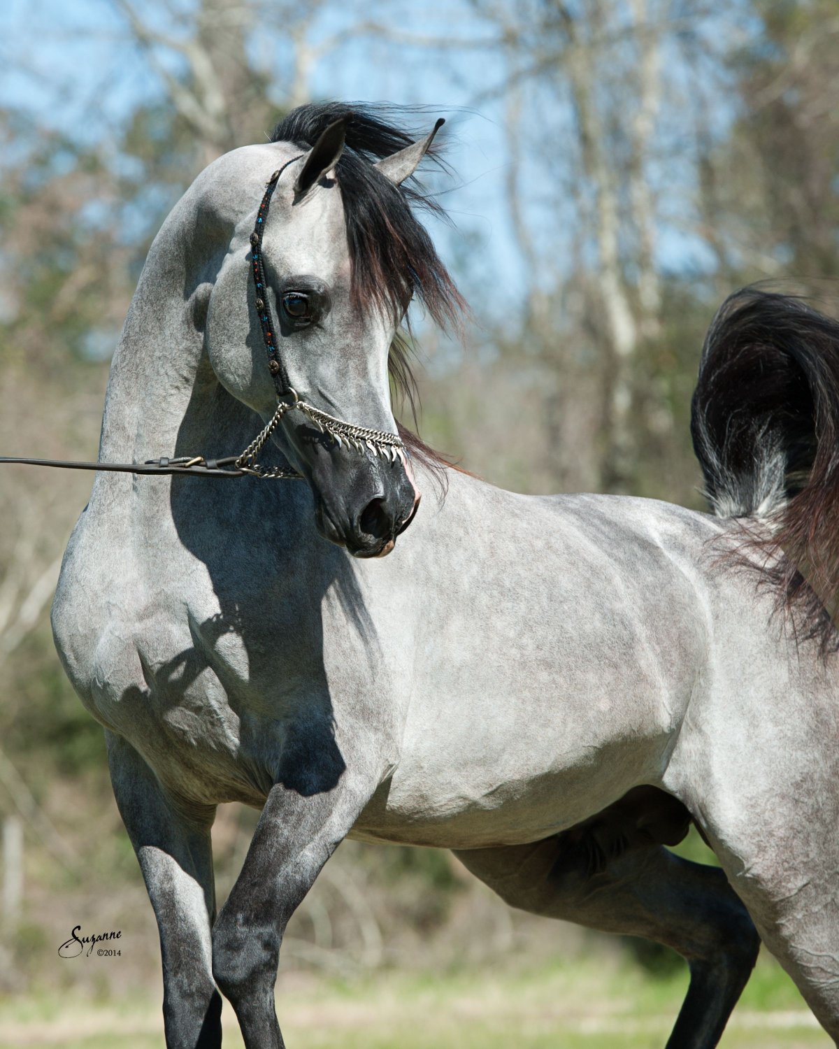 Лошади Пинтерест