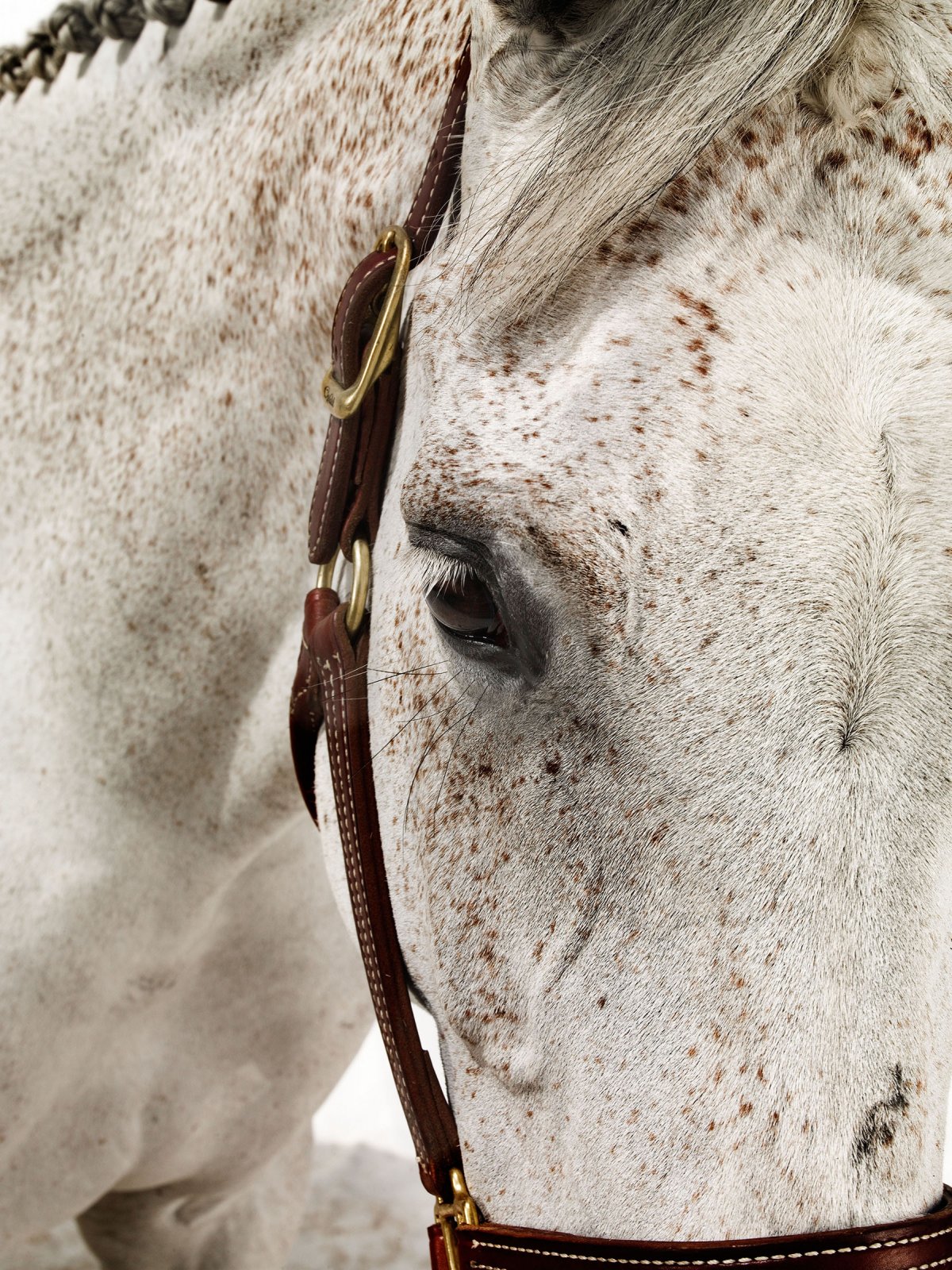 Андалузская лошадь портрет