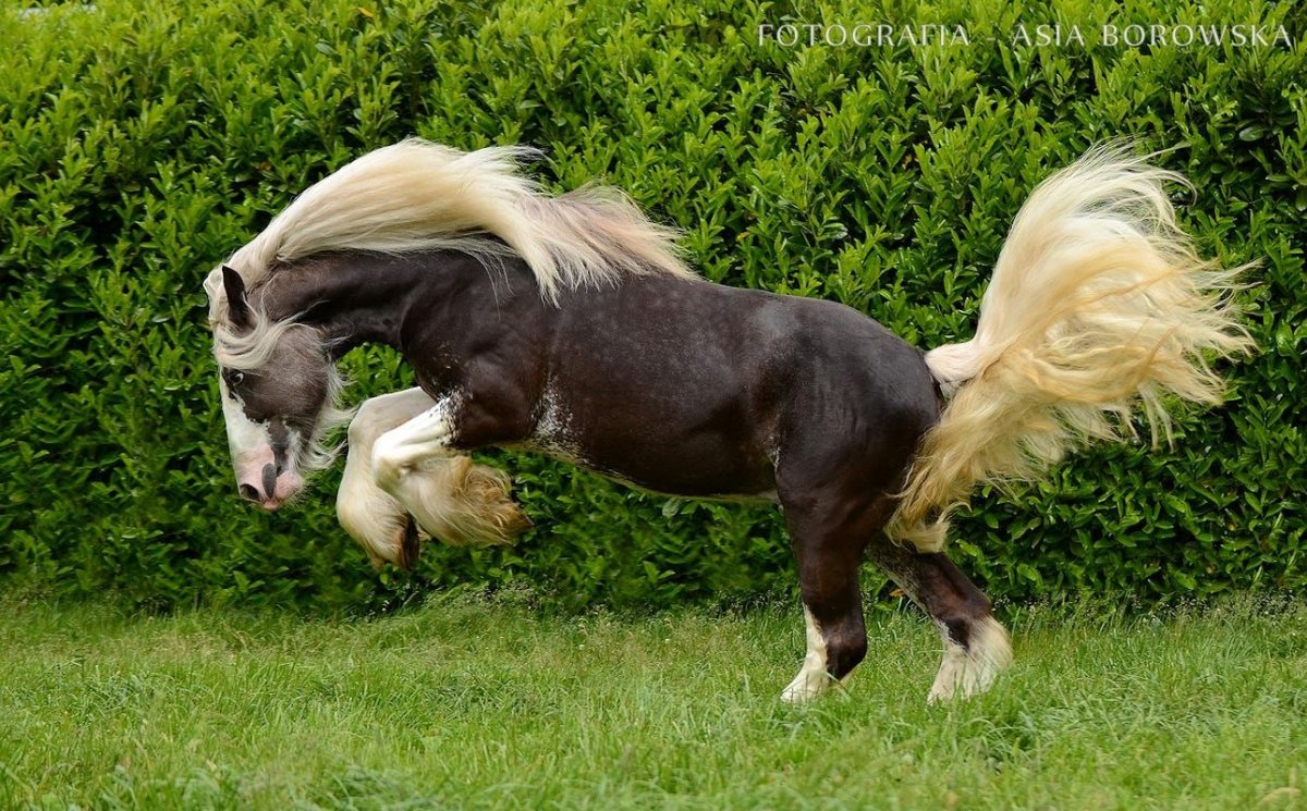 Лошадь арт деко живопись
