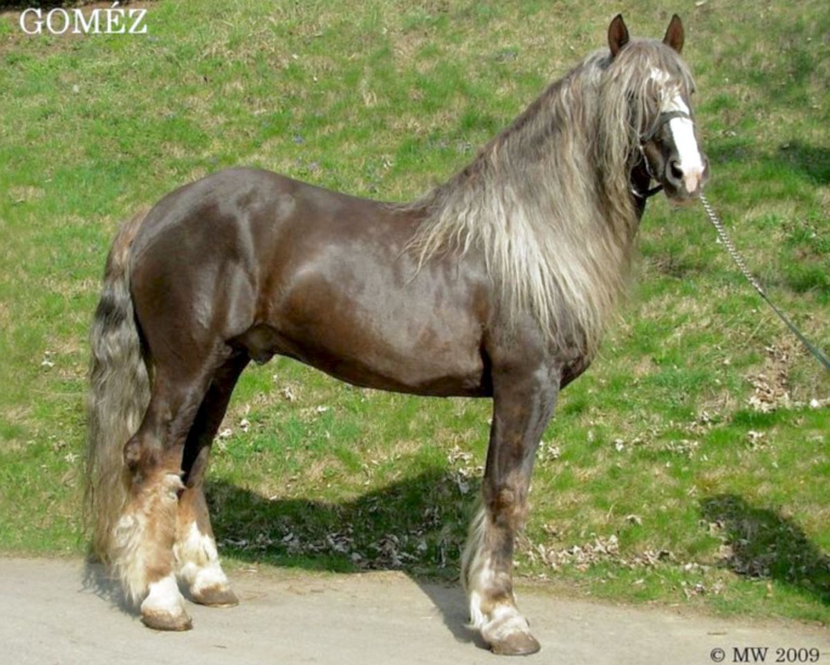 Грива лошади пастелью