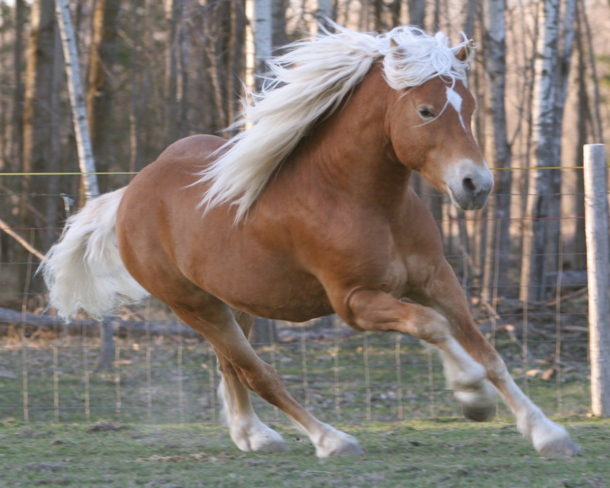 Длинношерстная лошадь