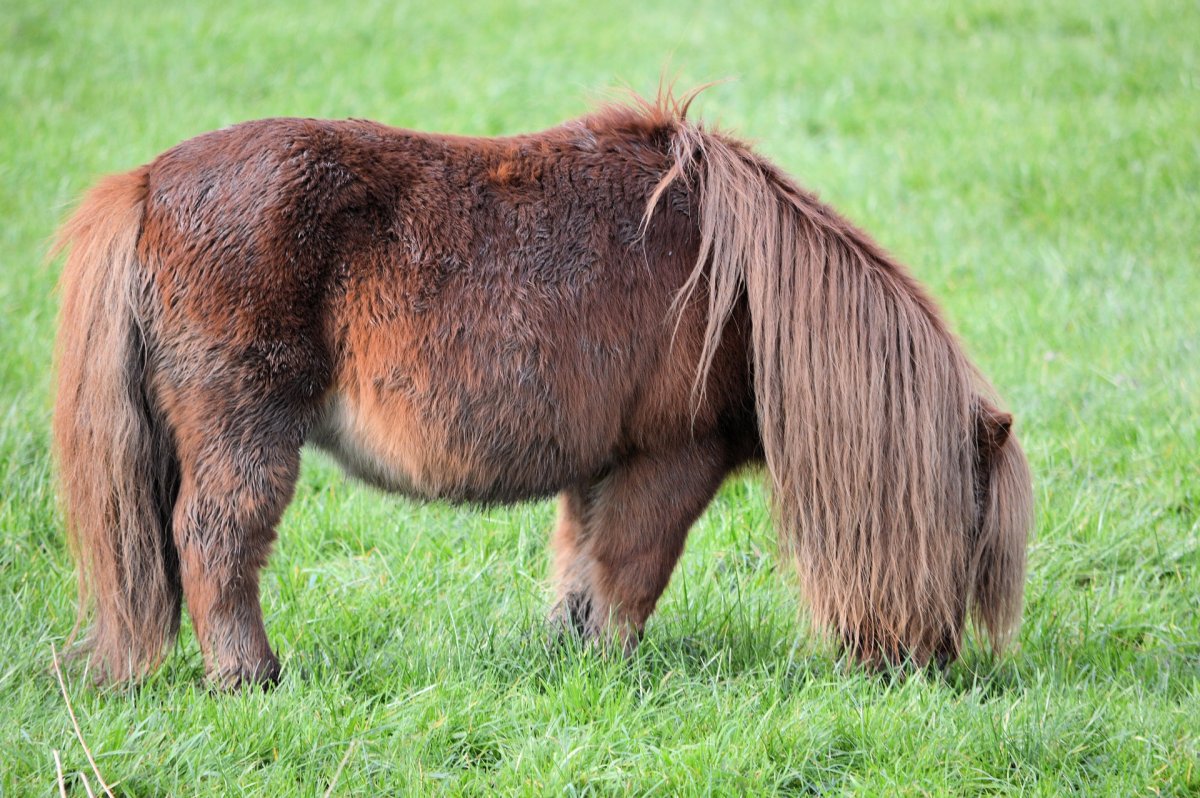 Девушка с лицом лошади