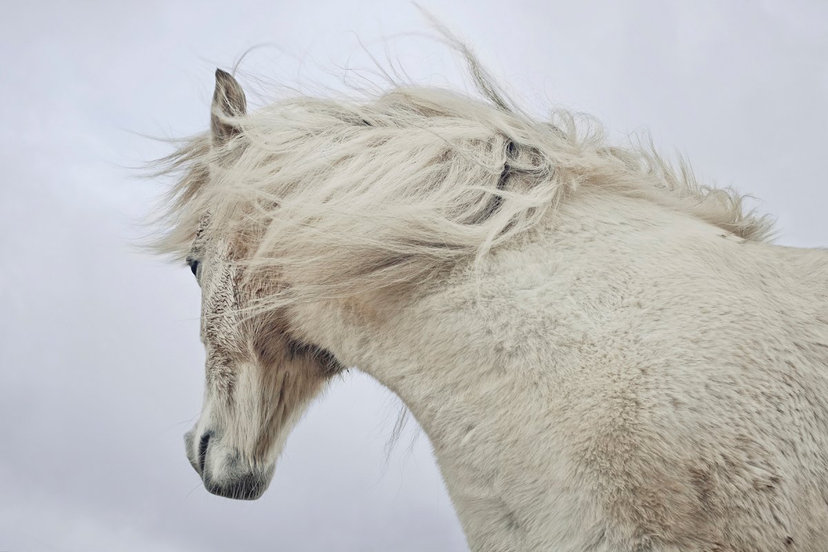 Рыжий арабский скакун