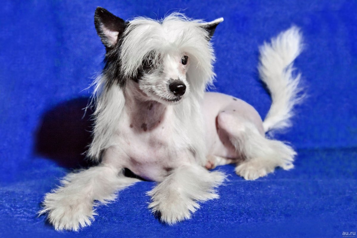 Китайская хохлатая пуховка