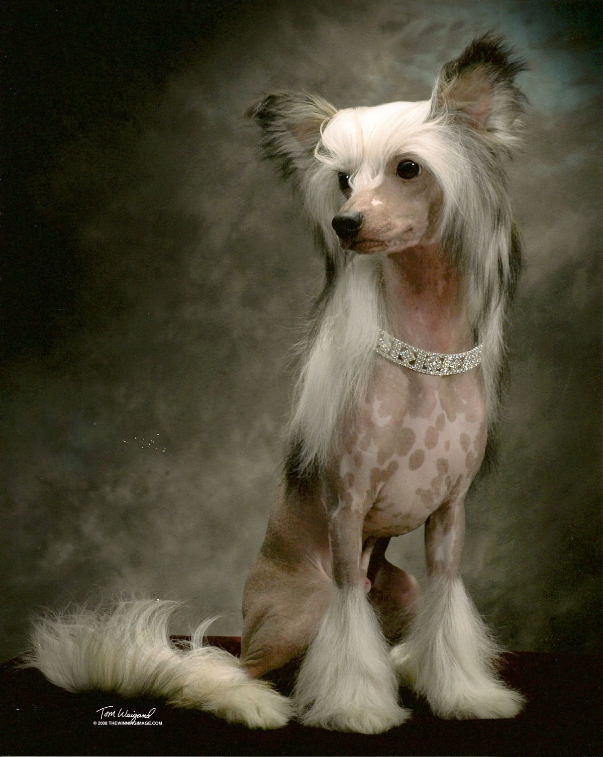 Китайская хохлатая пушистая