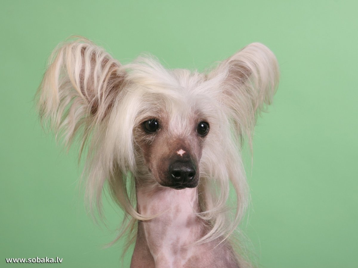 Трёхцветная пуховая китайская хохлатая